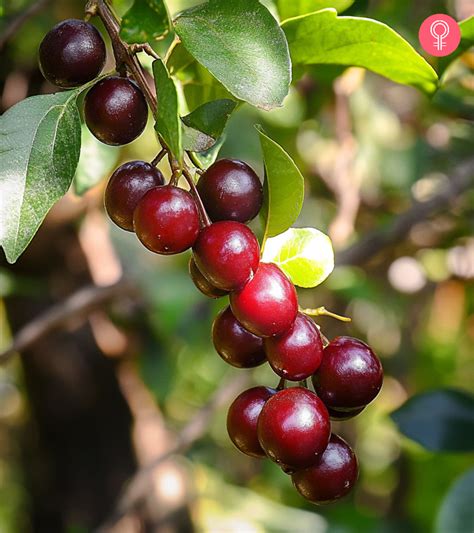 bignay benefits|13 Health Benefits & Nutrition Values Of Bignay .